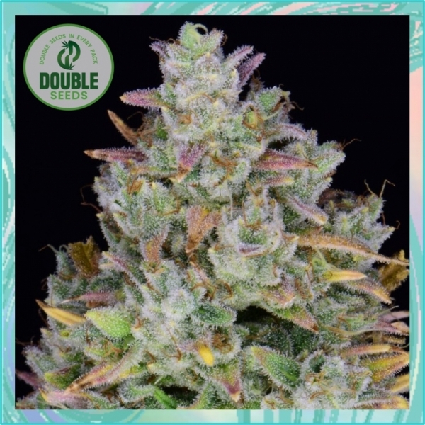 Gelato Auto Feminised Cannabis Seeds - Double Seeds Gelato Auto Feminised Cannabis Seeds - Double Seeds