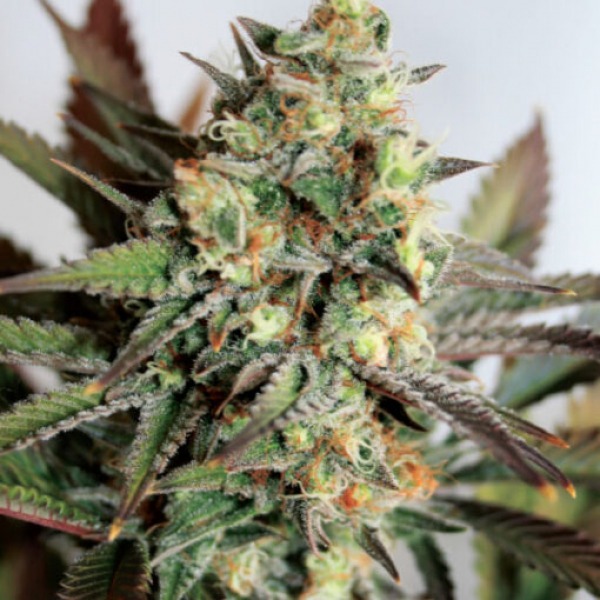 Girl Scout Cookies Feminised Cannabis Seeds | Garden of Greenv