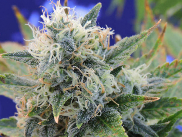 Girl Scout Cookies Feminised Cannabis Seeds | Original Sensible Seeds Company