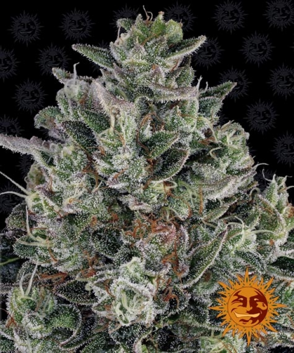 Glookies Feminised Cannabis Seeds | Barney's Farm Glookies Feminised Cannabis Seeds | Barney's Farm