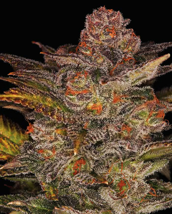 Glueberry Auto Feminised Cannabis Seeds | Expert Seeds
