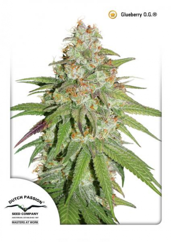 Glueberry O.G. Feminised Cannabis Seeds | Dutch Passion 