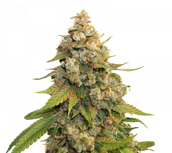 Golden Lemon Haze Feminised  Cannabis Seeds | Seed Stockers