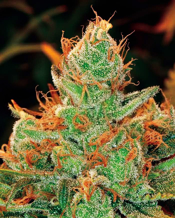Gorilla Lilly Feminised Cannabis Seeds | Expert Seeds