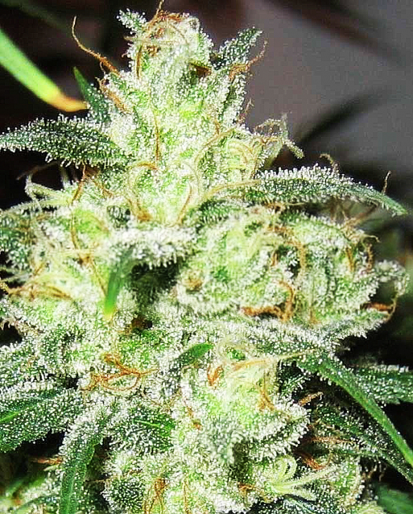 Gorilla Cheese Feminised Cannabis Seeds | Expert Seeds Gorilla Cheese Feminised Cannabis Seeds | Expert Seeds