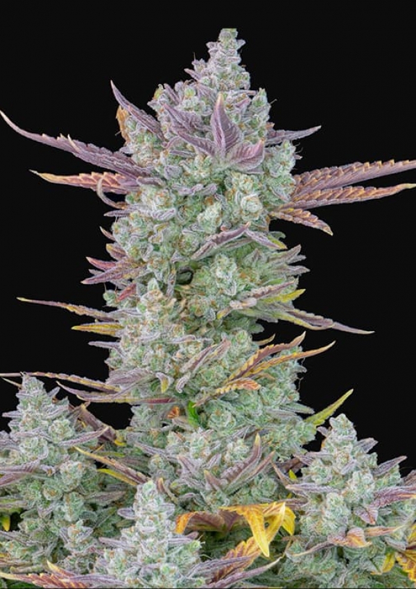 Gorilla Cookies FF Feminised Cannabis Seeds - Fast Buds. Gorilla Cookies FF Feminised Cannabis Seeds - Fast Buds.