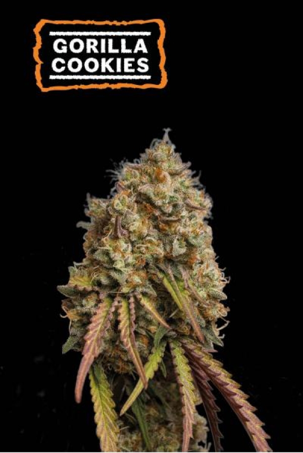 Gorilla Cookies Feminised Cannabis Seeds | Seed Stockers. Gorilla Cookies Feminised Cannabis Seeds | Seed Stockers.