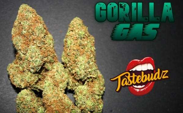Gorilla Gas Auto Feminised Cannabis Seeds - Tastebudz.