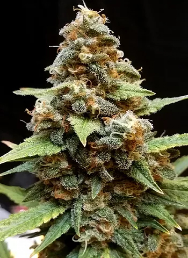 Gorilla Lemon Fire Feminised Cannabis Seeds | Cream Of The Crop