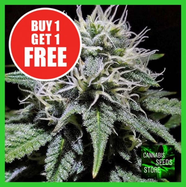 Gorilla Zkittlez Feminised Cannabis Seeds - Cannabis Seeds Store