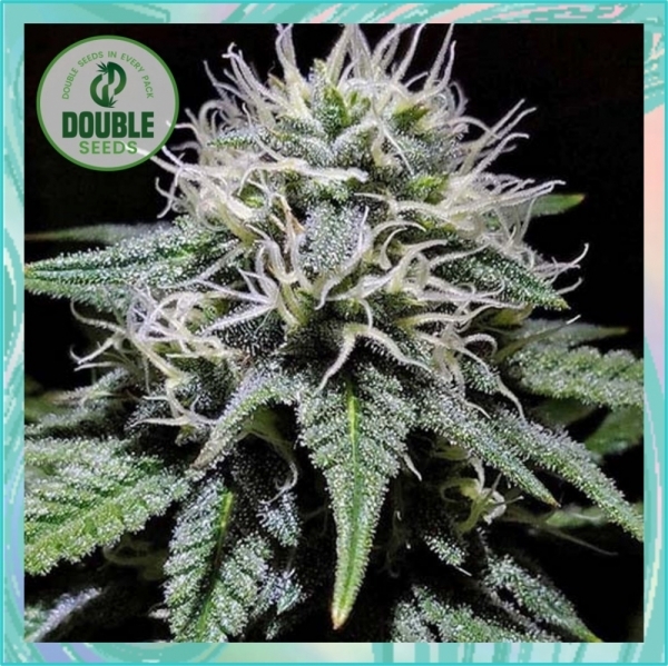 Gorilla Zkittlez Feminised Cannabis Seeds - Double Seeds