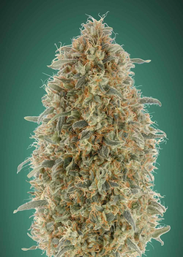 Gorilla Blue Feminised Cannabis Seeds | Advanced Seeds 