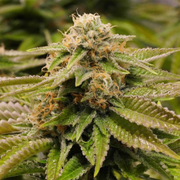 Gorilla Breath Feminised Cannabis Seeds | Humboldt Seed Organisation Gorilla Breath Feminised Cannabis Seeds | Humboldt Seed Organisation