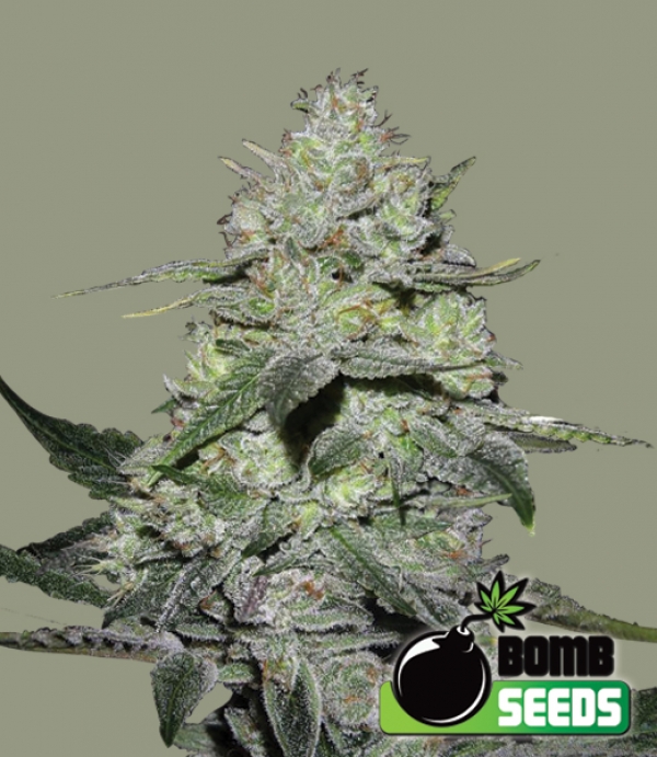 Gorilla Bomb Feminised Cannabis Seeds | Bomb Seeds 