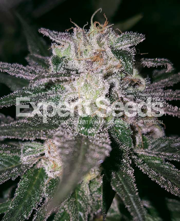 Gorilla Cookies Feminised Cannabis Seeds | Expert Seeds Gorilla Cookies Feminised Cannabis Seeds | Expert Seeds