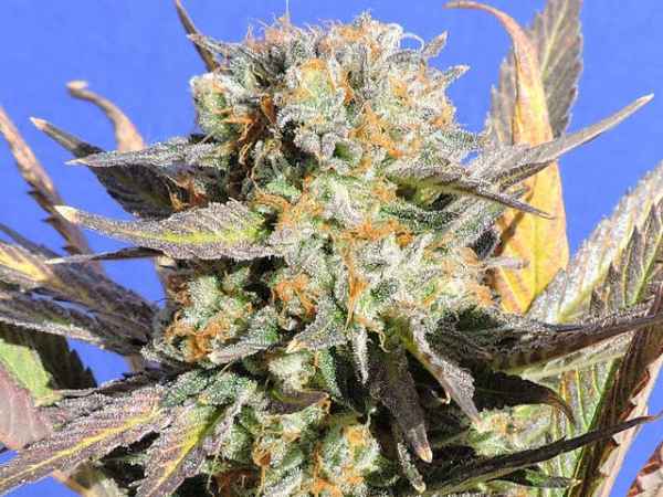 Grandaddy Black Feminised Cannabis Seeds | Original Sensible Seeds Company