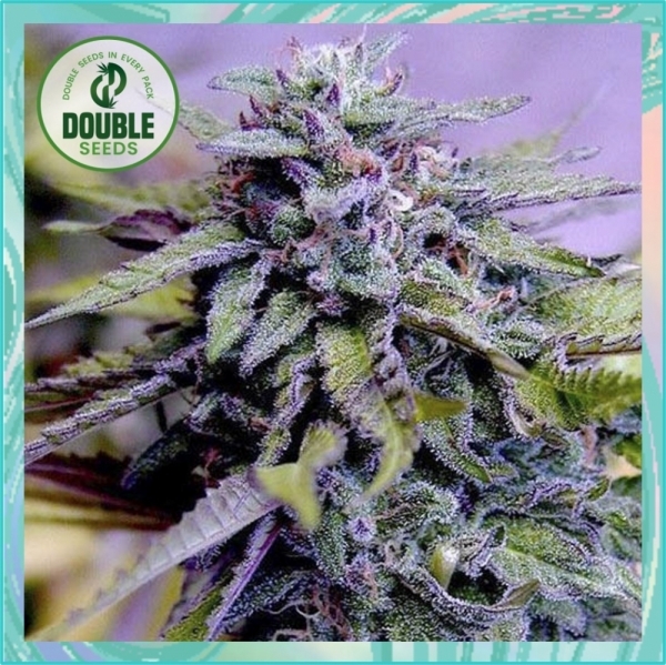 Grandaddy Purple Feminised Cannabis Seeds - Double Seeds