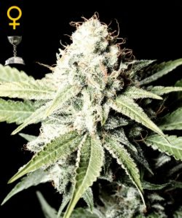 Great White Shark Feminised Cannabis Seeds | Green House Seeds 