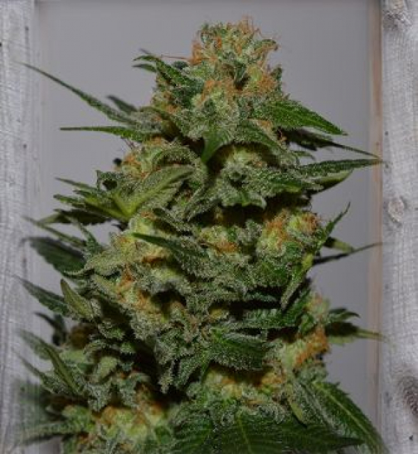 Green Crack Feminised Cannabis Seeds | Garden of Green