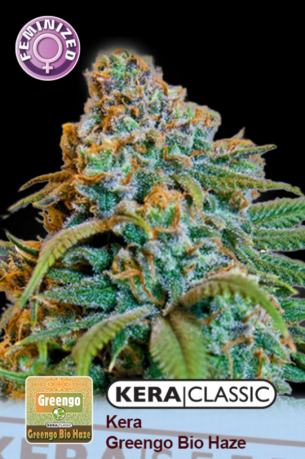 Greengo Bio Haze Feminised Cannabis Seeds | Kera Seeds