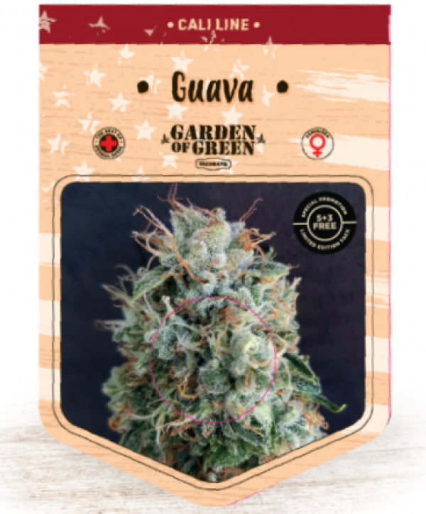 Guava Feminised Cannabis Seeds | Garden of Green