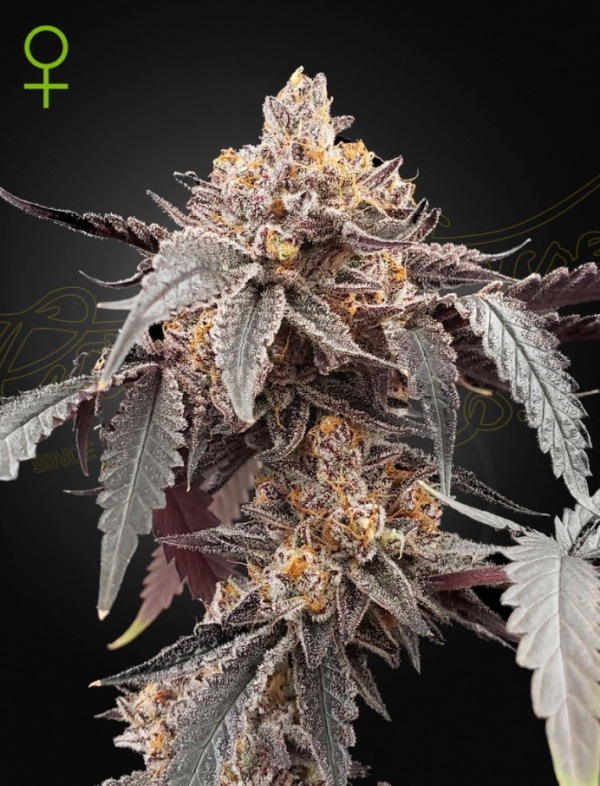 Guava X Gelato 41 Auto Feminised Cannabis Seeds | Green House Seeds.