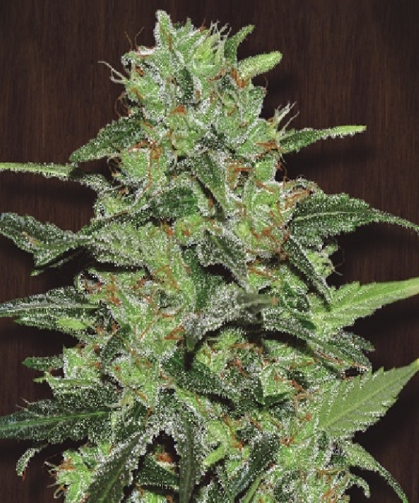 Guawi Feminised Cannabis Seeds | Ace Seeds.