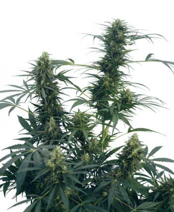 Guerilla's Gusto Regular Cannabis Seeds | Sensi Seeds 