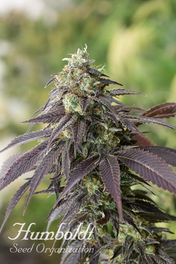 707 Headband Feminised Cannabis Seeds
