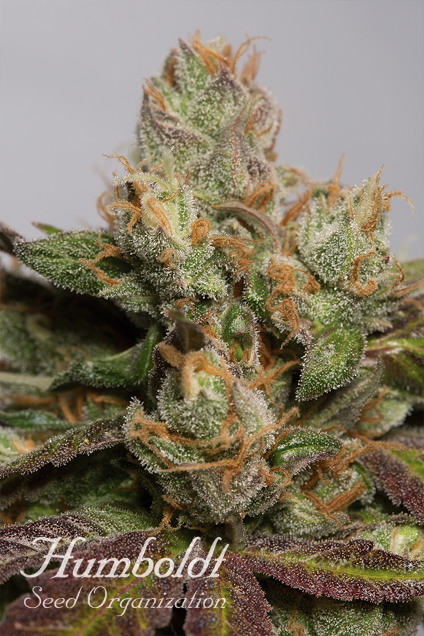 707 Truthband by Emerald Mountain Feminised Cannabis Seeds | Humbolt Seeds Organisation