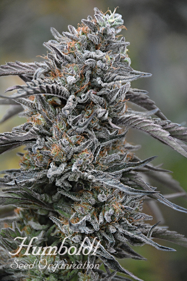 Black D.O.G.Feminised Cannabis Seeds | Humbolt Seeds Organisation