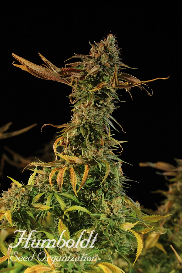 Blueberry Headband Feminised Cannabis Seeds | Humbolt Seeds Organisation Blueberry Headband Feminised Cannabis Seeds | Humbolt Seeds Organisation