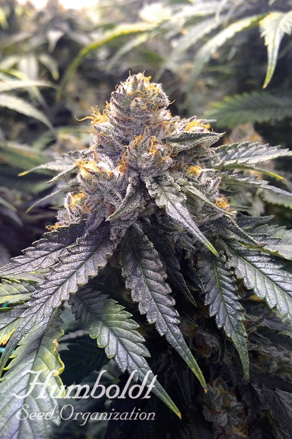 Bubba's Gift Feminised Cannabis Seeds | Humbolt Seeds Organisation Bubba's Gift Feminised Cannabis Seeds | Humbolt Seeds Organisation