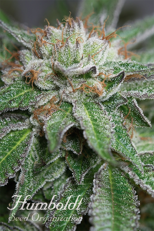 Bubba Kush Regular Cannabis Seeds | Humbolt Seeds Organisation