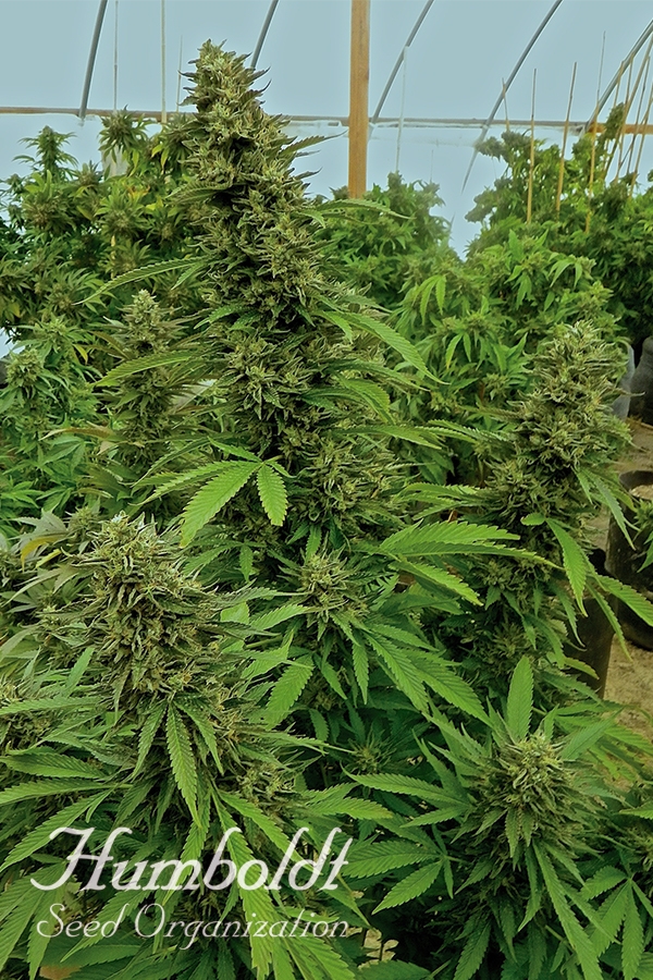 Chemdawg Feminised Cannabis Seeds | Humbolt Seeds Organisation