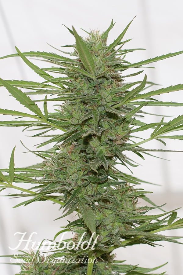 Dedoverde Haze Auto Feminised Cannabis Seeds | Humbolt Seeds Organisation Dedoverde Haze Auto Feminised Cannabis Seeds | Humbolt Seeds Organisation