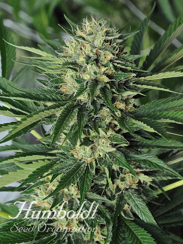 Dr Greenthumb's EM Dog by B Real Feminised Cannabis Seeds | Humbolt Seeds Organisation