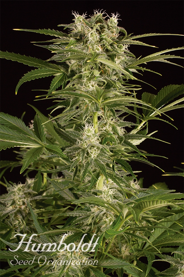 Lemon Juice Express Auto Feminised Cannabis Seeds | Humboldt Seed Organisation Lemon Juice Express Auto Feminised Cannabis Seeds | Humboldt Seed Organisation