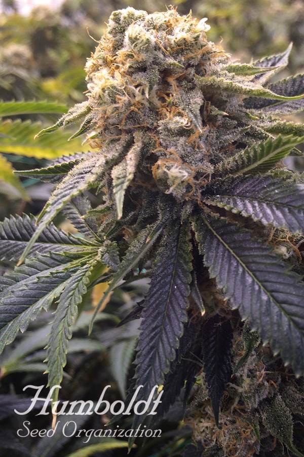 Lost Coast Hashplant Feminised Cannabis Seeds | Humboldt Seed Organisation