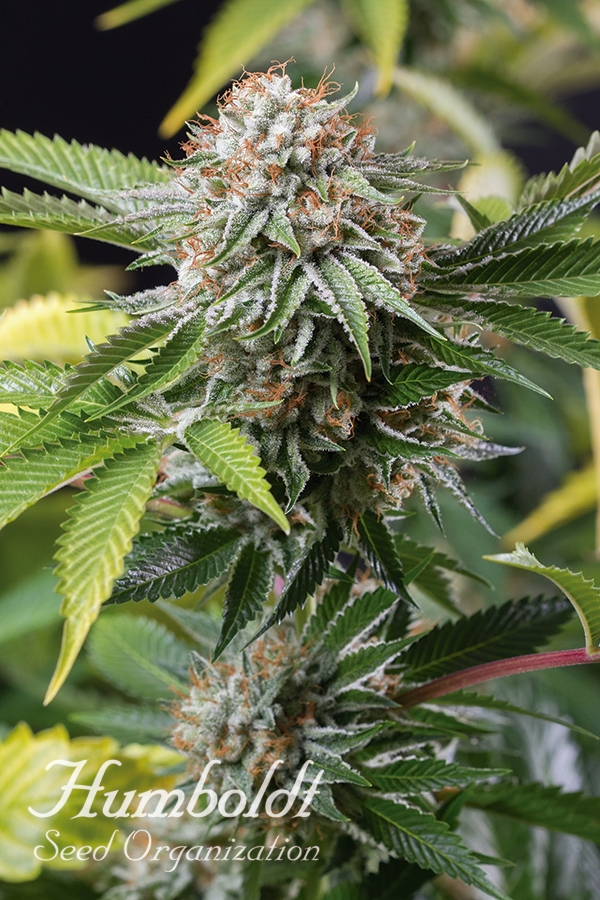 Mango Sapphire Feminised Cannabis Seeds | Humboldt Seed Organisation Mango Sapphire Feminised Cannabis Seeds | Humboldt Seed Organisation