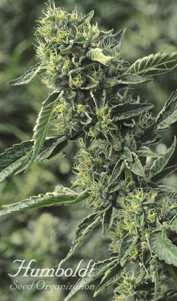 OG Kush Regular Cannabis Seeds | Humboldt Seed Organisation