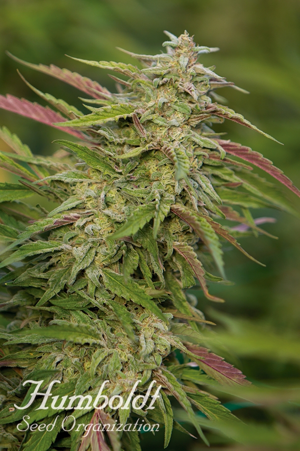 Purple Trainwreck Feminised Cannabis Seeds | Humboldt Seed Organisation