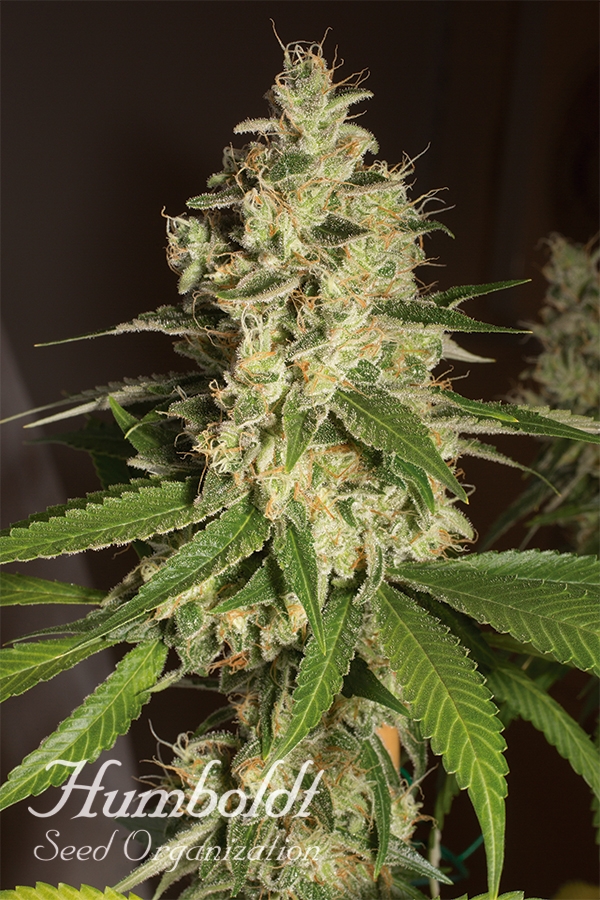 Raspberry Diesel Feminised Cannabis Seeds | Humboldt Seed Organisation