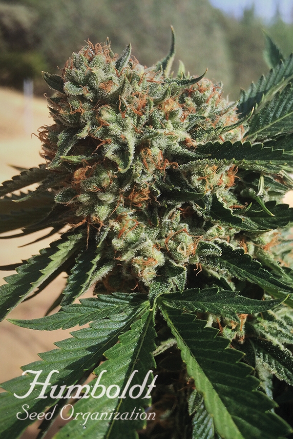 Sapphire OG Feminised Cannabis Seeds | Humboldt Seed Organisation