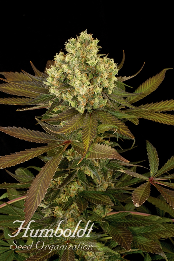 Sour Blueberry Regular Cannabis Seeds | Humboldt Seed Organisation