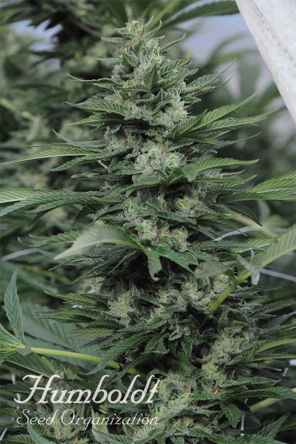 Sour Diesel #2 Feminised Cannabis Seeds | Humboldt Seed Organisation