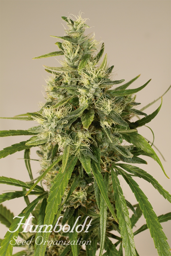 Trainwreck Regular Cannabis Seeds | Humboldt Seed Organisation