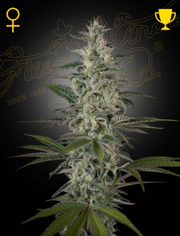 Hawaiian Snow Feminised Cannabis Seeds | Green House Seeds Hawaiian Snow Feminised Cannabis Seeds | Green House Seeds