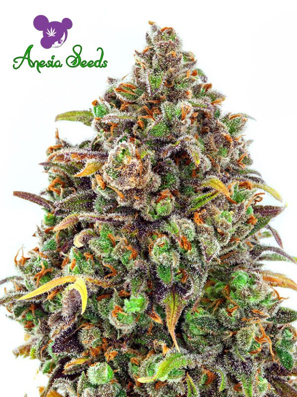 Haze Queen Feminised Cannabis Seeds - Anesia Seeds Haze Queen Feminised Cannabis Seeds - Anesia Seeds