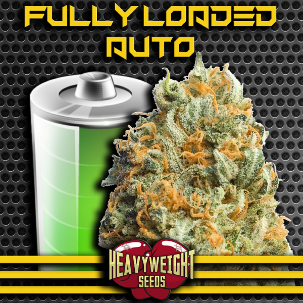 Fully Loaded Auto Feminised Cannabis Seeds | Heavyweight Seeds